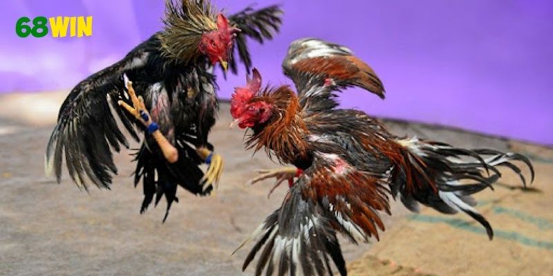 Cách xem đá gà trực tiếp Thomo hiệu quả