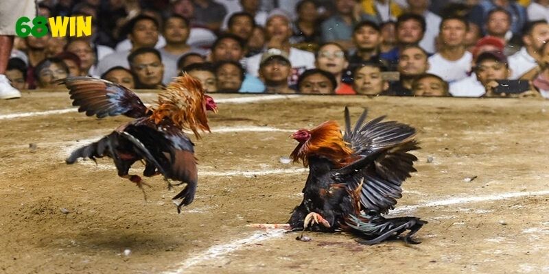 Không gian xem đá gà trực tuyến mượt mà, kèo cập nhật nhanh